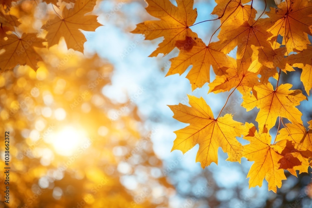 Golden Maple Leaves Against Blue Sky with Bokeh Background Golden Maple Leaves Against Blue Sky with Bokeh Background
