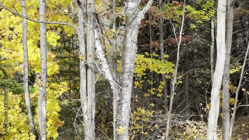 Autumn Forest with Falling Leaves and Birch Trees