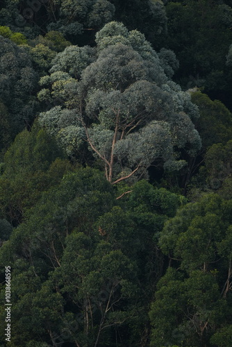forest in the mountains