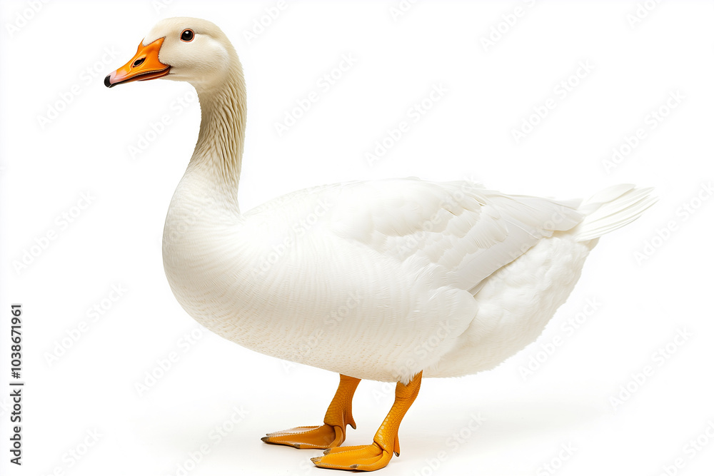 A regal goose stands elegantly, with its pristine white plumage and striking orange beak. The image captures the simple beauty and natural elegance. A regal goose stands elegantly, with its pristine white plumage and striking orange beak. The image captures the simple beauty and natural elegance.
