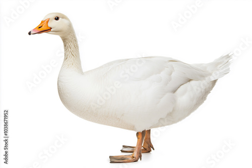 A solitary domestic goose, radiant in its plumage, graces the foreground. This image radiates with the simplicity and allure of this captivating avian creature, a paragon of rural elegance.