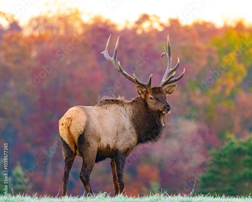 Bull Elk