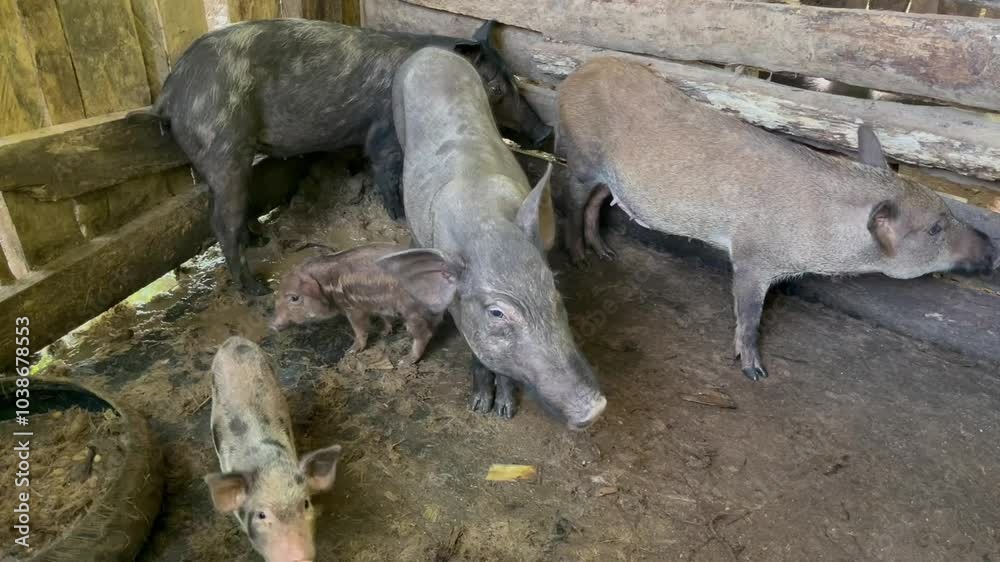 Rural pig and piglet, a group of pigs in a rustic farm, pigs of varying sizes and colors, are inside a wooden pen with a dirt floor, Livestock on the farm Rural pig and piglet, a group of pigs in a rustic farm, pigs of varying sizes and colors, are inside a wooden pen with a dirt floor, Livestock on the farm