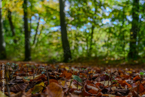 Eine Wanderung durch den Stadtpark Straubing photo