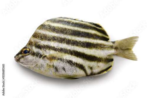 Stripey isolatede on white background