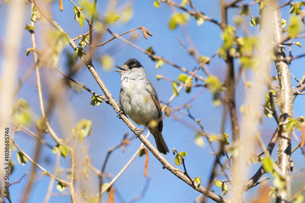 Male Eurasian blackcap perched on a branch and singing in a springtime forest in Estonia, Northern Europe Male Eurasian blackcap perched on a branch and singing in a springtime forest in Estonia, Northern Europe
