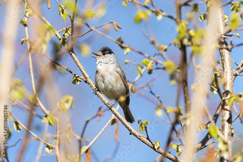 Male Eurasian blackcap perched on a branch and singing in a springtime forest in Estonia, Northern Europe	 photo