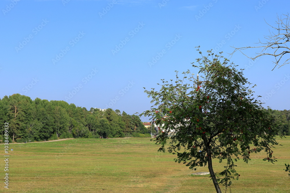 Field in September with one rowan tree. Hässelby, Sweden. Field in September with one rowan tree. Hässelby, Sweden.