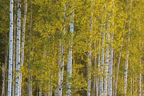 Tableau sur toile Fresh Silver birch leaves on a late spring day in rural Estonia, Northern Europe