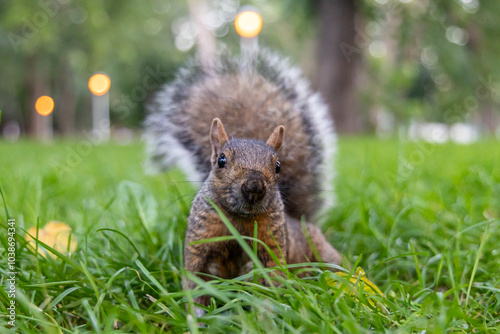 Close up view of a squirrel