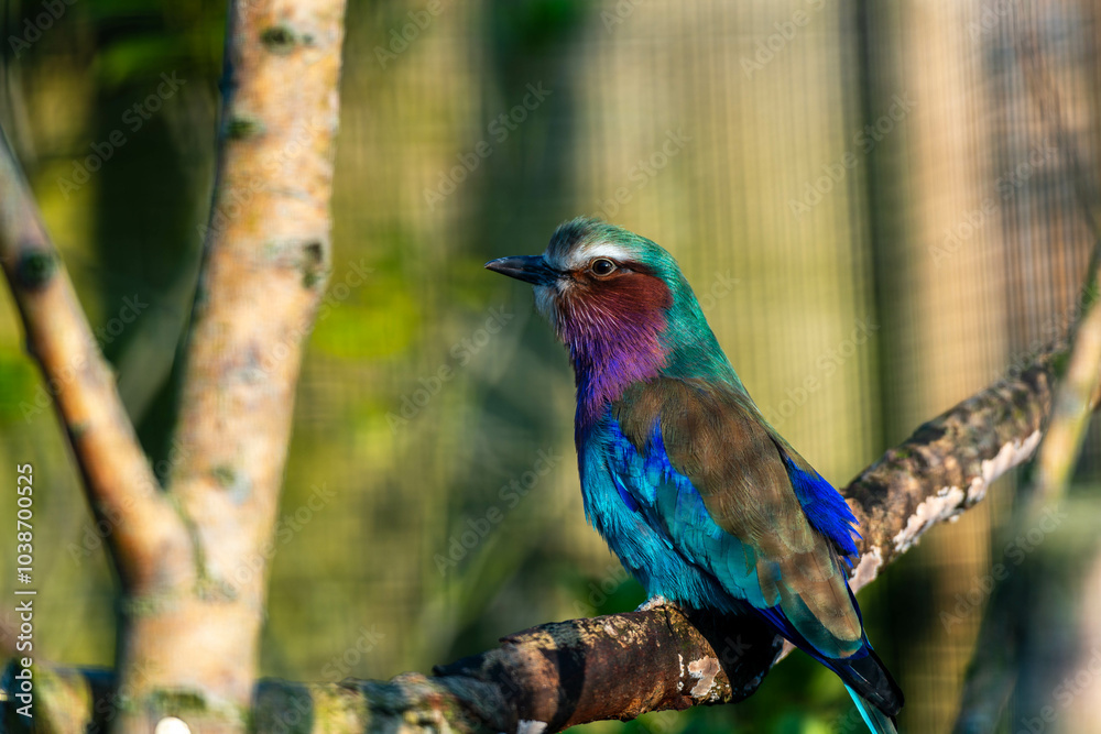 A vibrant Lilac-breasted Roller perches on a branch, its colorful plumage on full display against a soft, natural background. A vibrant Lilac-breasted Roller perches on a branch, its colorful plumage on full display against a soft, natural background.
