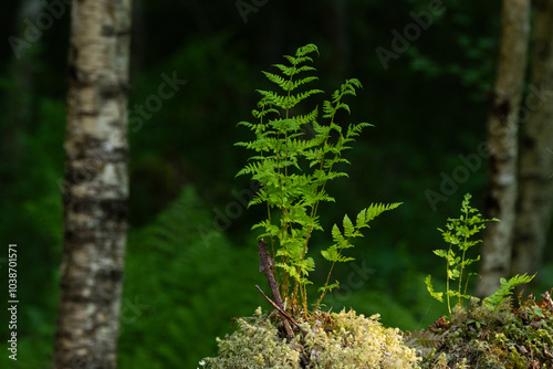 A fern growing on a mossy stump on a summer evening in a woodland in Estonia, Northern Europe