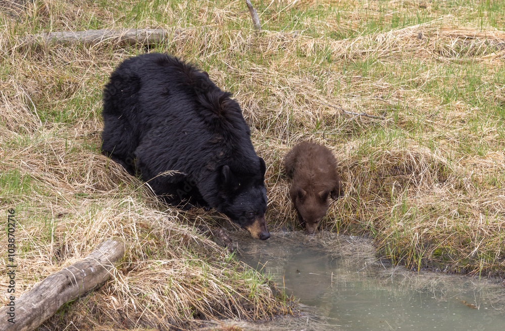 Black Bear Sow and Cub at a Pond in Springtime in Yellowstone National park Wyoming Black Bear Sow and Cub at a Pond in Springtime in Yellowstone National park Wyoming