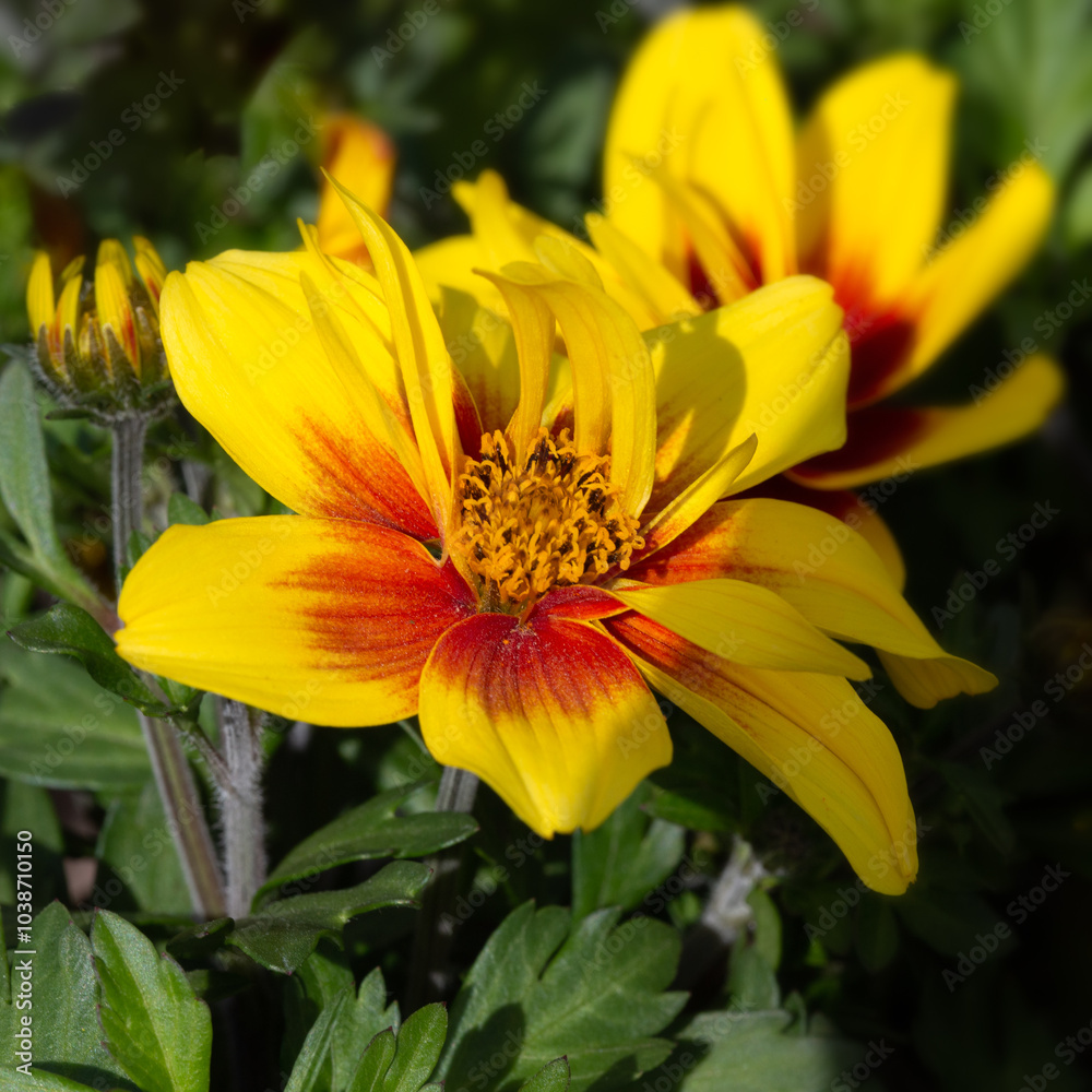 Closeup of flowers of Bidens 'Yellow Red Star' in a garden in early summer Closeup of flowers of Bidens 'Yellow Red Star' in a garden in early summer