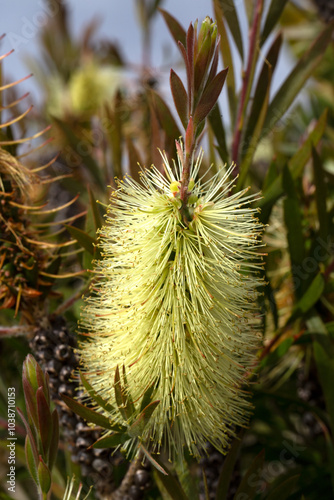 Closeup of flower of Bottlebrush (Callistemon 'Havering Gold') in a garden in early summer
 photo