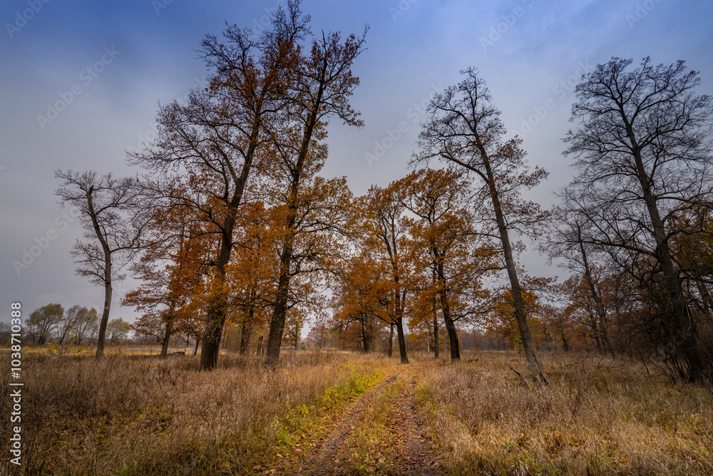 A forest with trees that are mostly brown and yellow A forest with trees that are mostly brown and yellow