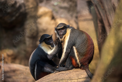 Slika na platnu Pair of Diana monkeys, Cercopithecus diana
