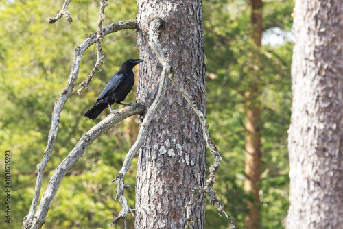 Common raven chick perching on a large Pine tree during a spring day in a boreal forest in Estonia