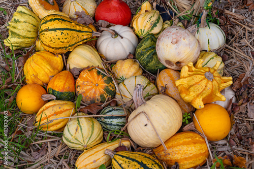 Colourful pumpkins in the arboretum in autumn