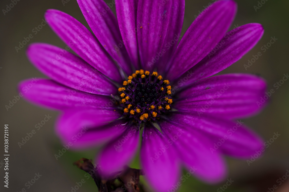 photographs of flowers with nature and color, beauty and delicacy of each petal in its maximum splendor. photographs of flowers with nature and color, beauty and delicacy of each petal in its maximum splendor.