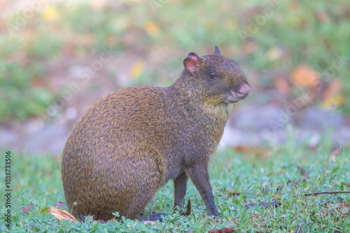 A Central American Agouti in Monteverde Costa Rica photo