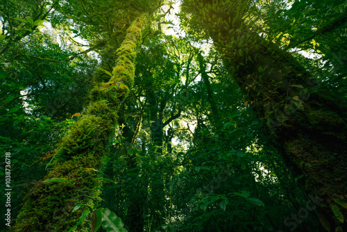 Bottom-up view of tree with moss and ferns growing along its trunk, sunlight filtering through lush green canopy. Serenity, and rich biodiversity of forest. Healthy ecosystem under green canopy.