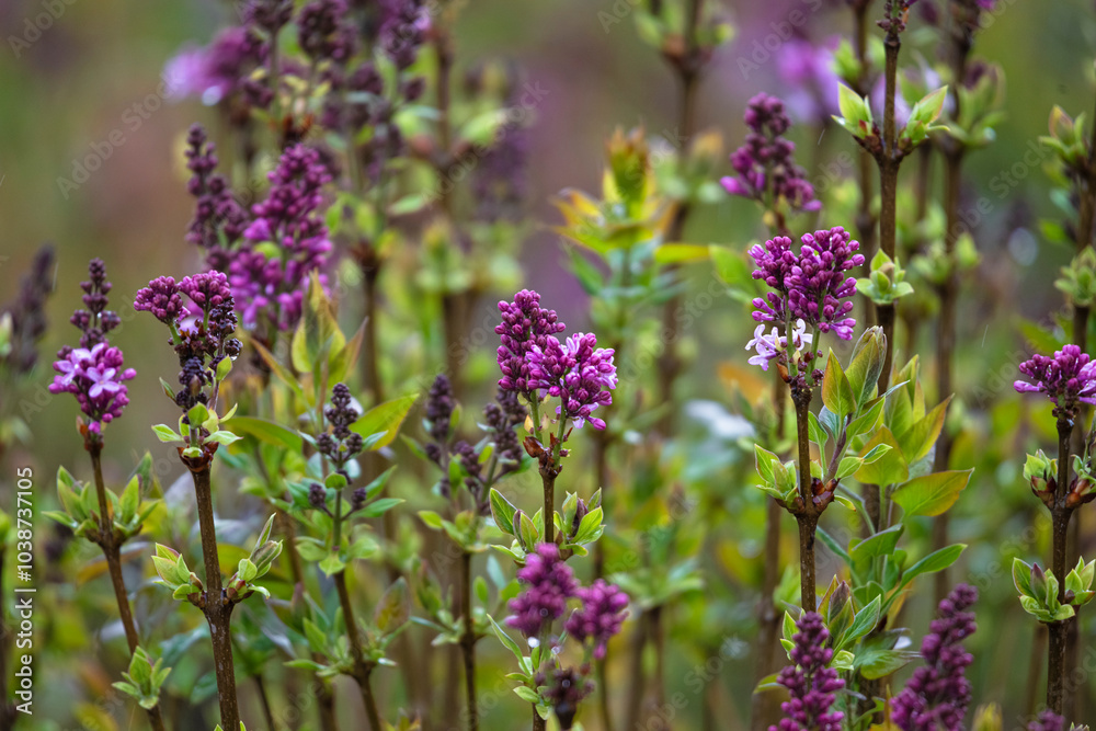 .photographs of flowers with nature and color, beauty and delicacy of each petal in its maximum splendor.