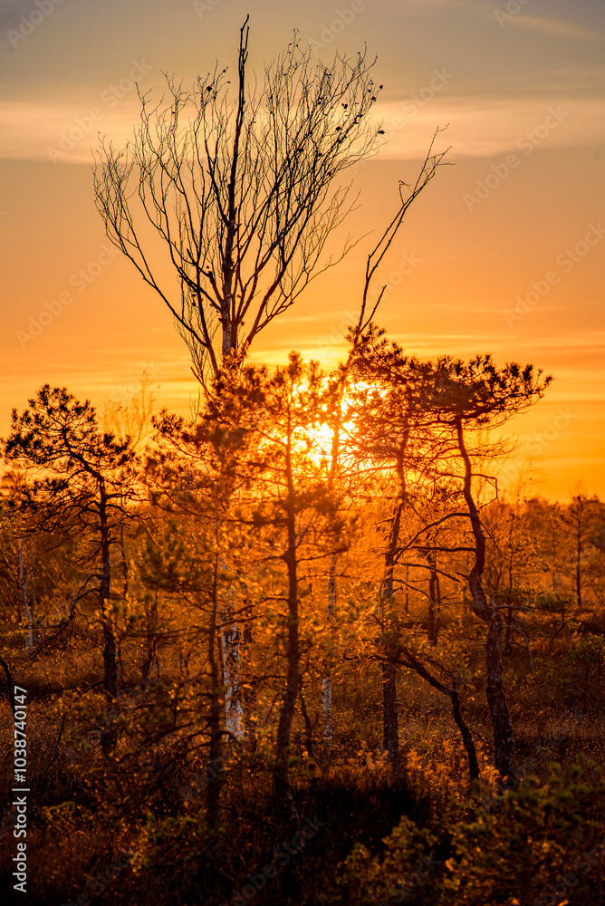 Naklejka premium sunset in the sw amp