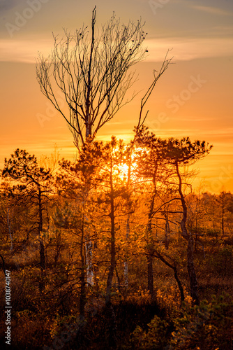 sunset in the sw amp photo