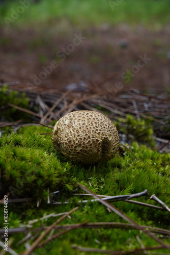 Cogumelos da Floresta de Moçambique Florianópolis