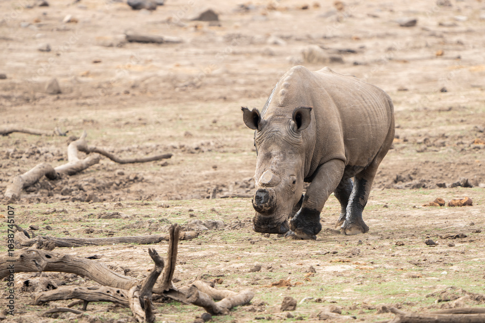 Fototapeta premium A rhino walks along the riverbank exposed by drought, surrounded by the dry landscape of the African bushveld. Captured on a safari game drive, this powerful animal reflects resilience
