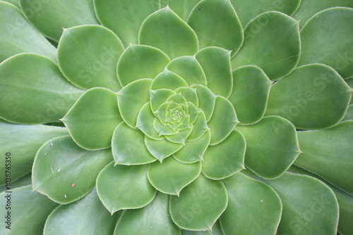 close up of an aloe vera plant