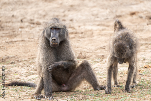 A baboon sits thoughtfully on the riverbank, exposed after the waterline receded due to drought. Captured during a safari game drive, this scene highlights the challenges of wildlife in dry seasons.