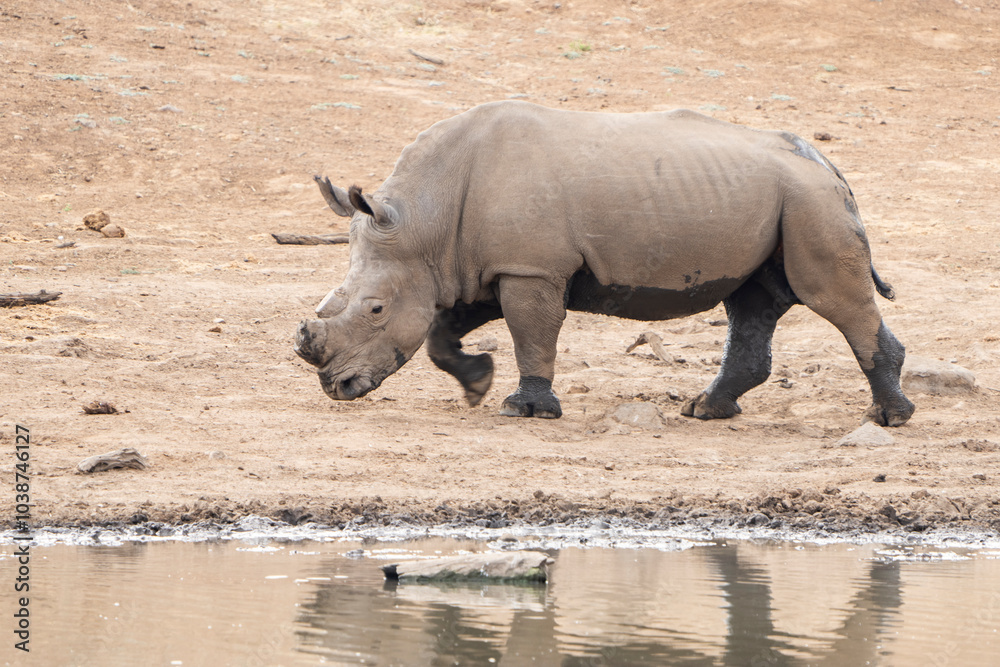 Obraz premium A rhino walks along the riverbank exposed by drought, surrounded by the dry landscape of the African bushveld. Captured on a safari game drive, this powerful animal reflects resilience