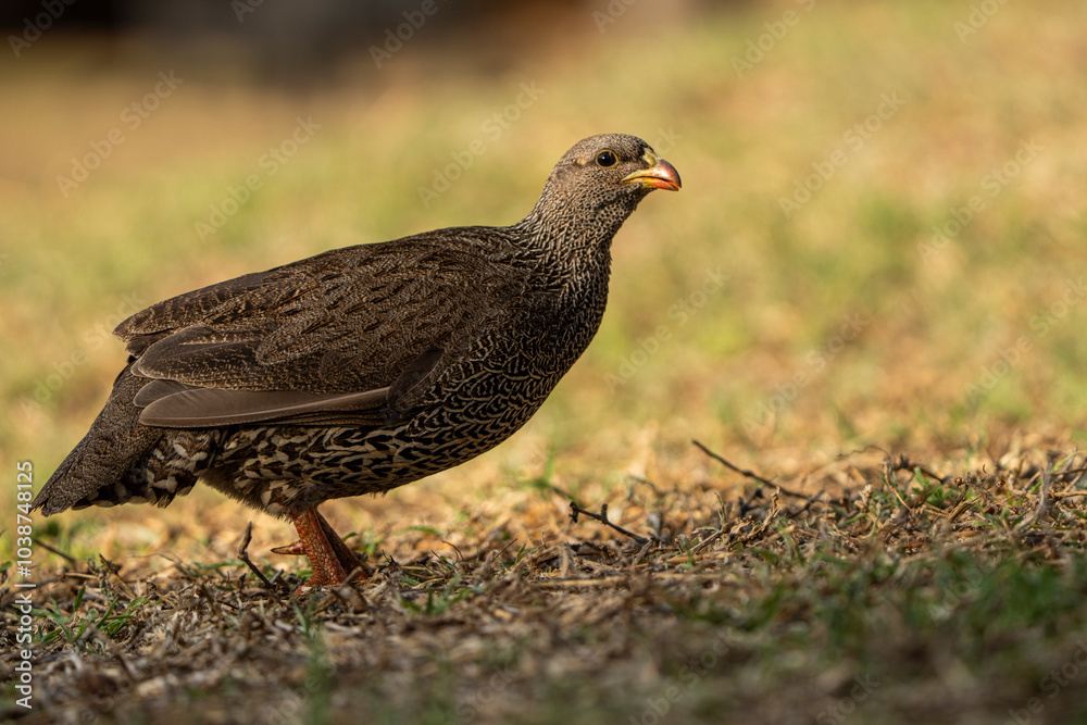 Obraz premium A low-angle shot of a ground pheasant running gracefully through soft light, captured during a safari game drive in the African bushveld. The warm lighting emphasizes the bird’s swift movements