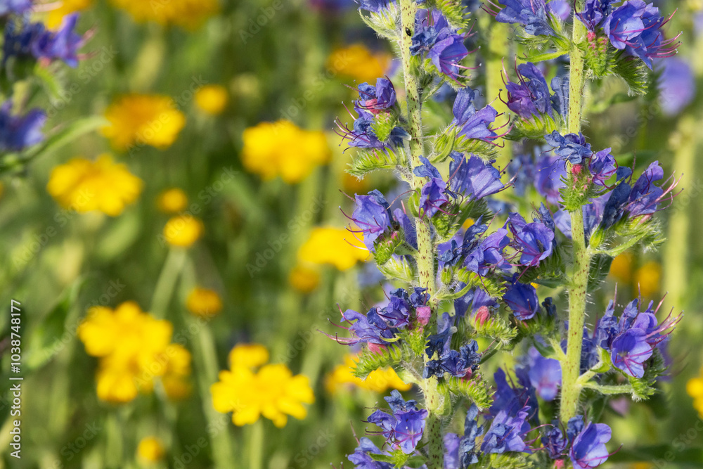 Obraz premium Closeup of a beautiful Viper's bugloss and Golden marguerite in the background flowering on a dry meadow in Estonia, Northern Europe