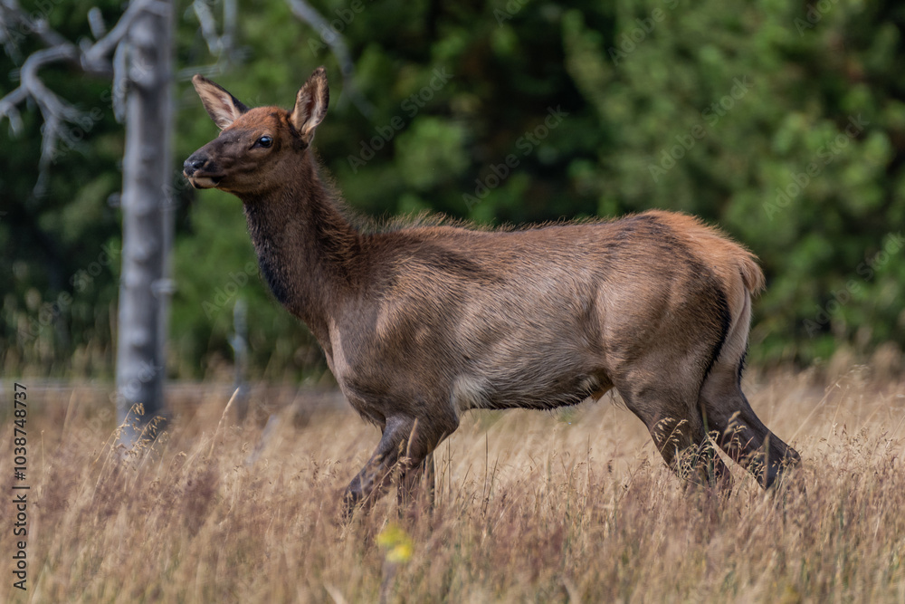 Elk at the edge of a pine forset in the western united states Elk at the edge of a pine forset in the western united states