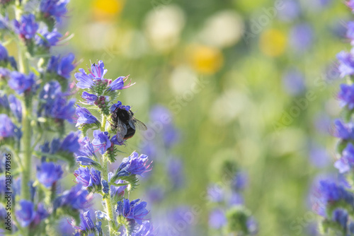 Bumblebee pollinating a blooming Common viper's-bugloss on a sunny meadow in Estonia, Northern Europe photo