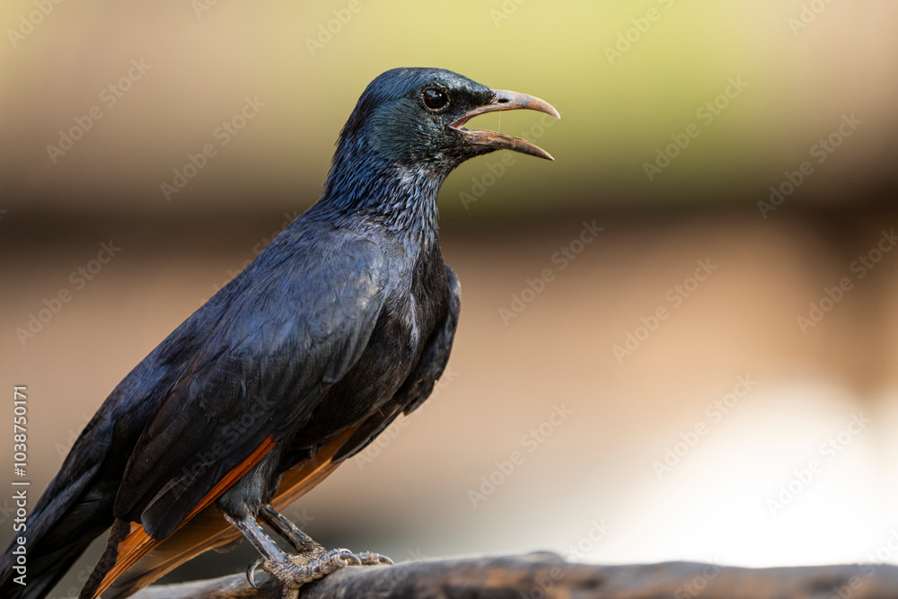 Obraz premium A vibrant starling bird perches on a branch, captured in the African bushveld during a safari game drive. The bird’s iridescent feathers shimmer in the natural light, showcasing its stunning beauty