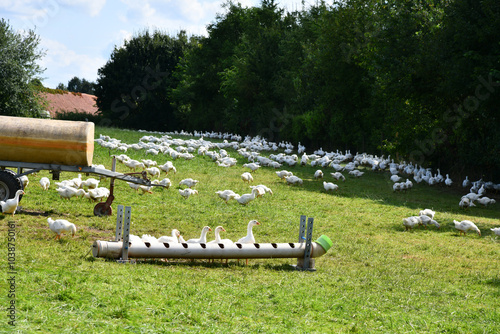 Enten in Freilandhaltung photo