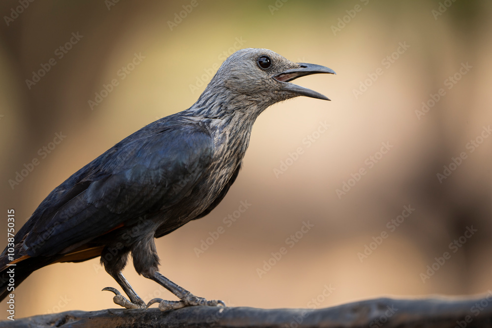 A vibrant starling bird perches on a branch, captured in the African bushveld during a safari game drive. The bird’s iridescent feathers shimmer in the natural light, showcasing its stunning beauty A vibrant starling bird perches on a branch, captured in the African bushveld during a safari game drive. The bird’s iridescent feathers shimmer in the natural light, showcasing its stunning beauty