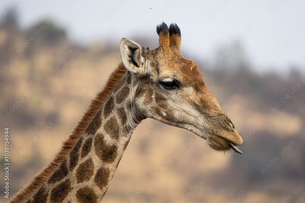 Obraz premium A close-up of a giraffe with its long tongue sticking out, captured during a safari game drive in the African bushveld. The giraffe’s playful expression highlights its unique and humorous behavior.