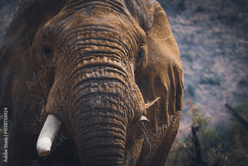 A majestic elephant bull strides down the road, showcasing its immense strength and presence, with one tusk missing. Captured on a safari game drive, this striking image reveals the resilience