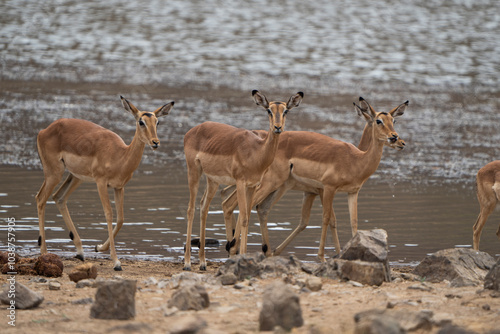 A small herd of impala antelope gathers peacefully near a river, surrounded by the natural beauty of the African bushveld. Captured on a safari game drive, this scene showcases the serene wildlife