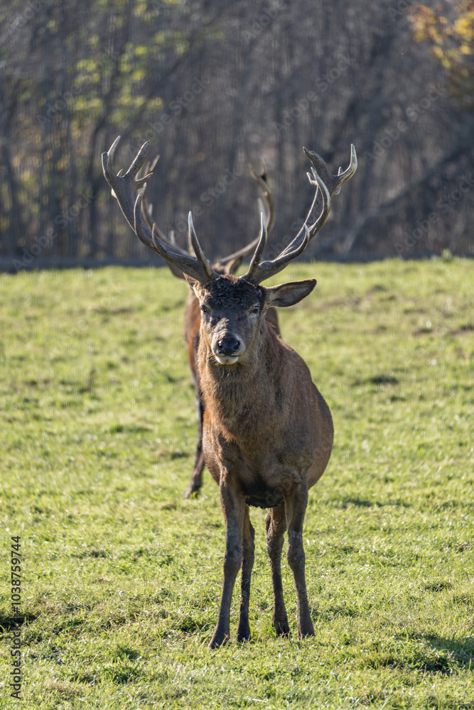 Red deer at rest. A noble, majestic animal. male red deer with horns. Red deer at rest. A noble, majestic animal. male red deer with horns.
