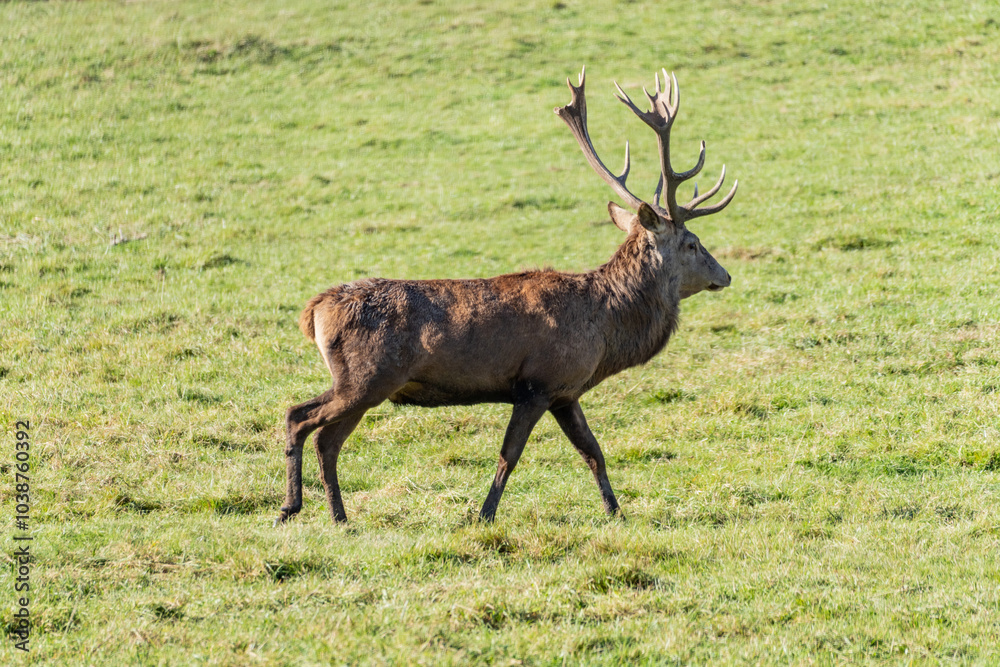 Naklejka premium Red deer at rest. A noble, majestic animal. male red deer with horns.