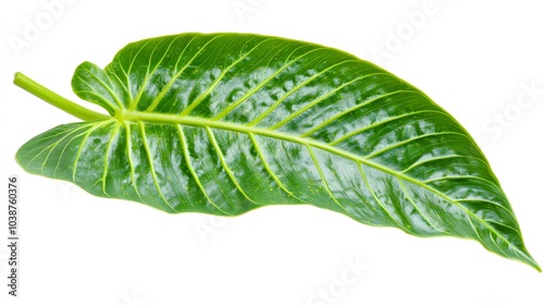 Alocasia Polly Leaf: The arrowhead-shaped leaf of the alocasia polly plant.  photo