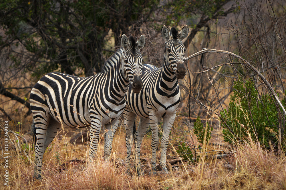 Obraz premium Two zebras stand closely together in the African bushveld, their striped coats blending beautifully with the natural landscape. Captured during a safari game drive, the peaceful moment 