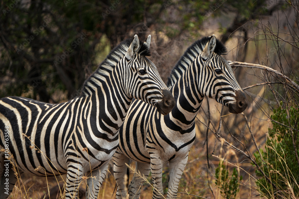 Two zebras stand closely together in the African bushveld, their striped coats blending beautifully with the natural landscape. Captured during a safari game drive, the peaceful moment Two zebras stand closely together in the African bushveld, their striped coats blending beautifully with the natural landscape. Captured during a safari game drive, the peaceful moment