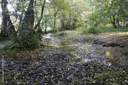 stream in the woods